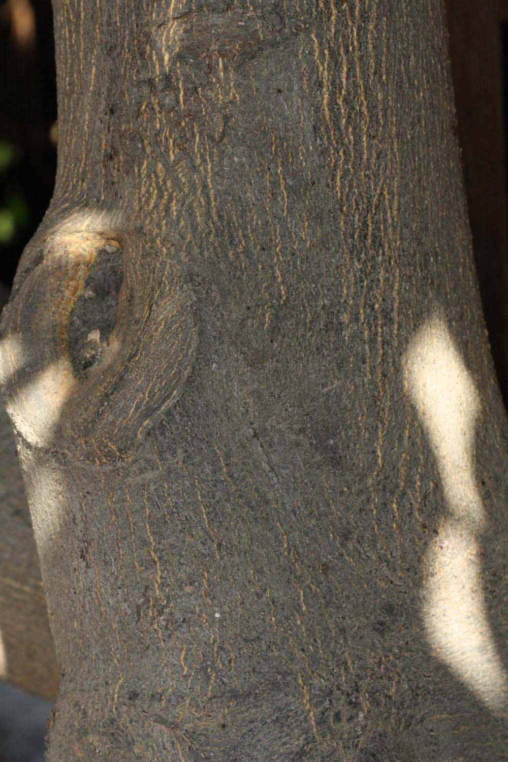            Bark (Riverside, CA)   